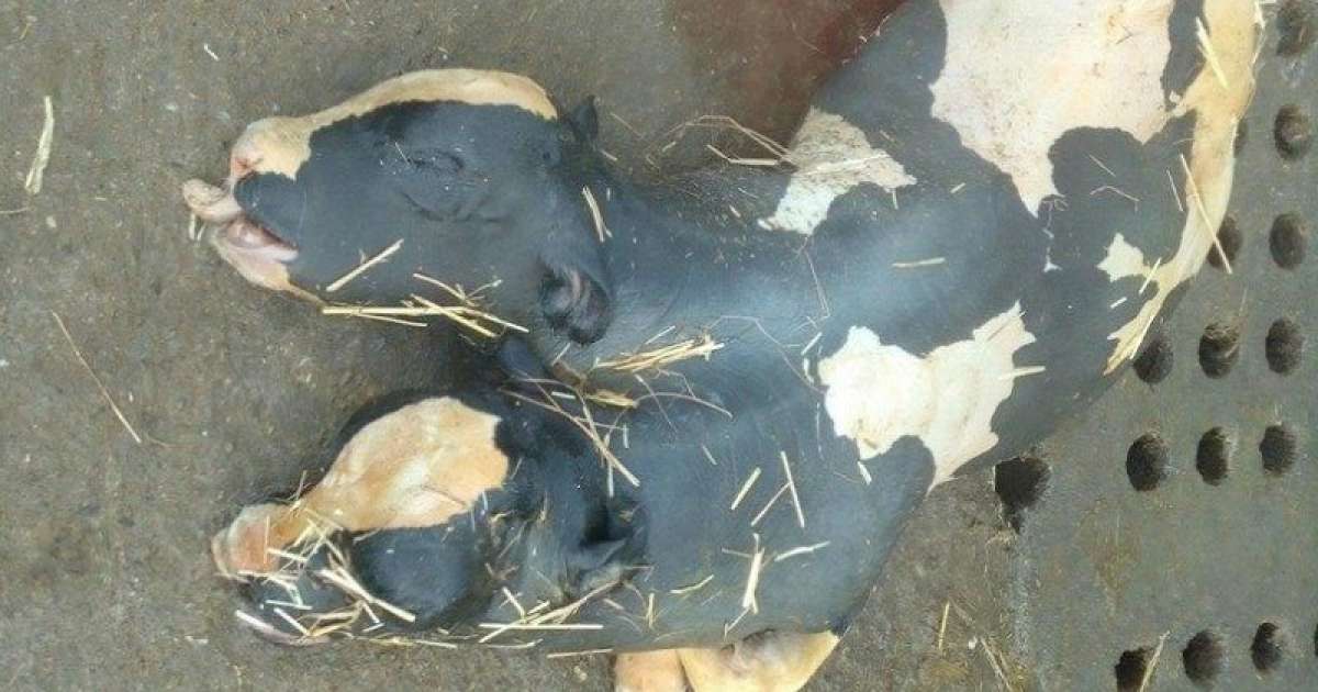 Foto shock su Facebook: un vitellino con due teste giace morto in una stalla